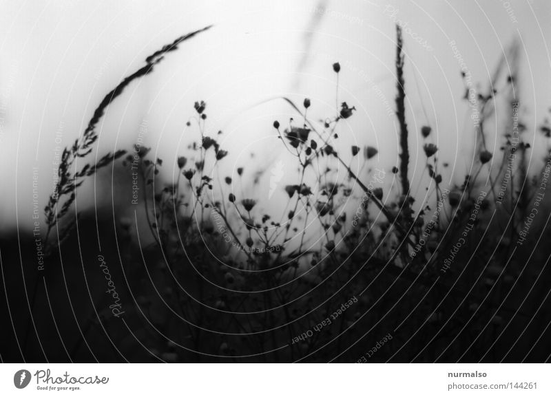 Traum in Grau Natur analog schwarz weiß Abend Stimmung Gras Blüte Himmel grau klassisch Feld Wege & Pfade Hof Gelände bewachsen Urwald geschlossen liegen