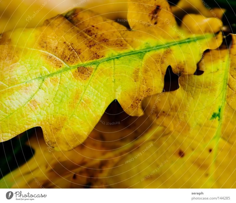 Herbst Blatt Jahreszeiten Eiche Eichenblatt Blattadern Gefäße Färbung braun beige gelb verwandeln Herz-/Kreislauf-System Biomasse ökologisch Umwelt Pflanze Baum