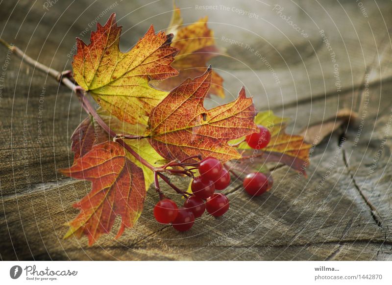herbstliche Zweigniederlassung Herbst Gemeiner Schneeball Blatt Beeren Beerensträucher Herbstfärbung Baumstumpf Holz grün rot Stillleben Natur Farbfoto