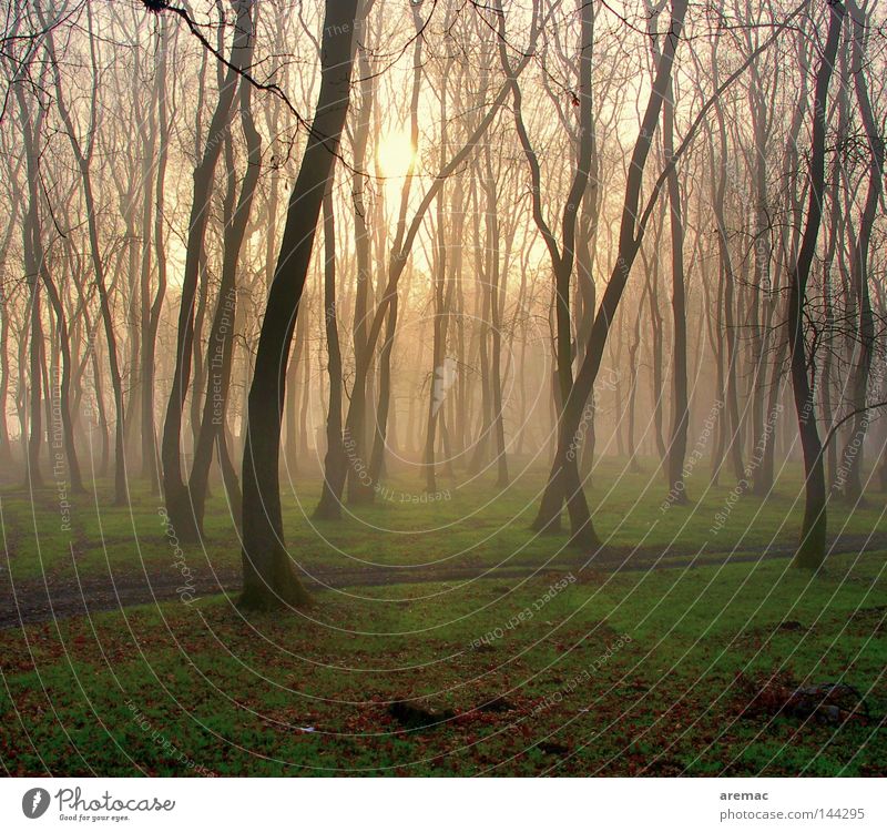 Morgentanz Wald Baum Gras Nebel Sonnenaufgang Licht Auwald Stimmung Frühling Landschaft Natur