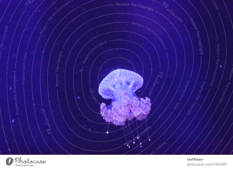 Australisches beschmutztes Gelee, Phyllorhiza punctata Behandlung Ferien & Urlaub & Reisen Meer Wassersport Zoo Wildtier Qualle schön blau rosa schwarz