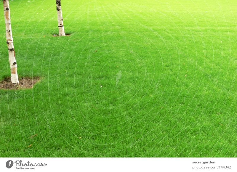 englischer rasen England grün Birke Baum Raum weiß Quadrat erobern Ordnung Verbote Spielen kinderlos Park Großbritannien offen Sommer Frühling Anhäufung