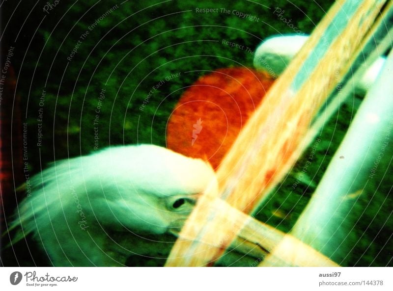 Lightleak dot Licht Explosion gelb abstrakt Pelikan Vogel Schnabel Doppelbelichtung analog Cross Processing Lomografie Reflexion & Spiegelung Licht auf Film