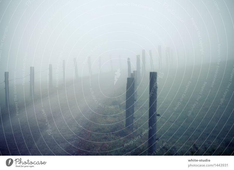 Düsterland Natur gehen Straße Nebel Nebelschleier Nebelbank Nebelstimmung Nebeldecke Wege & Pfade ungewiss Ungewisse Zukunft unsichtbar verschwunden Mysterium