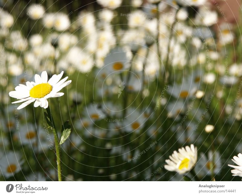 Blümchenzyklus II Sommer Gänseblümchen Blüte gelb weiß Wiese Sonne Tiefenunschärfe
