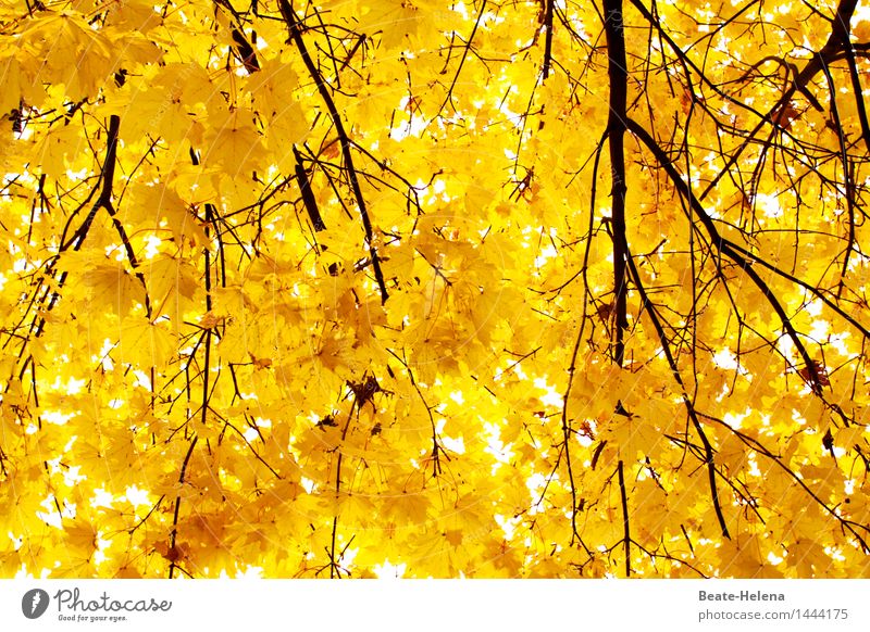 Jahreszeiten | Herbstleuchten Natur Pflanze Schönes Wetter Blatt Park Accessoire Schmuck genießen hängen ästhetisch Freundlichkeit Fröhlichkeit frisch natürlich