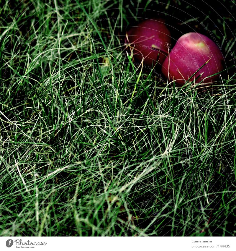 Techtelmechtel Versuch reif Gras Wiese Herbst geheimnisvoll nebeneinander Zusammensein Vergänglichkeit Frucht Fallobst Apfel liegen Schatten Versteck verstecken