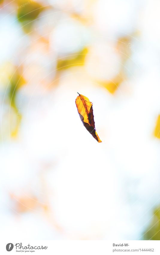 die ersten Blätter fallen Kunst Kunstwerk Umwelt Natur Luft Sonnenlicht Herbst Klima Klimawandel Schönes Wetter schlechtes Wetter Blatt Park Wald beobachten