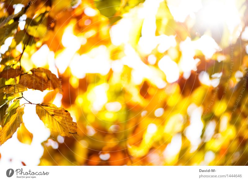 goldgelb Kunst Kunstwerk Umwelt Natur Landschaft Pflanze Luft Sonne Sonnenaufgang Sonnenuntergang Sonnenlicht Herbst Winter Klima Wetter Schönes Wetter Baum