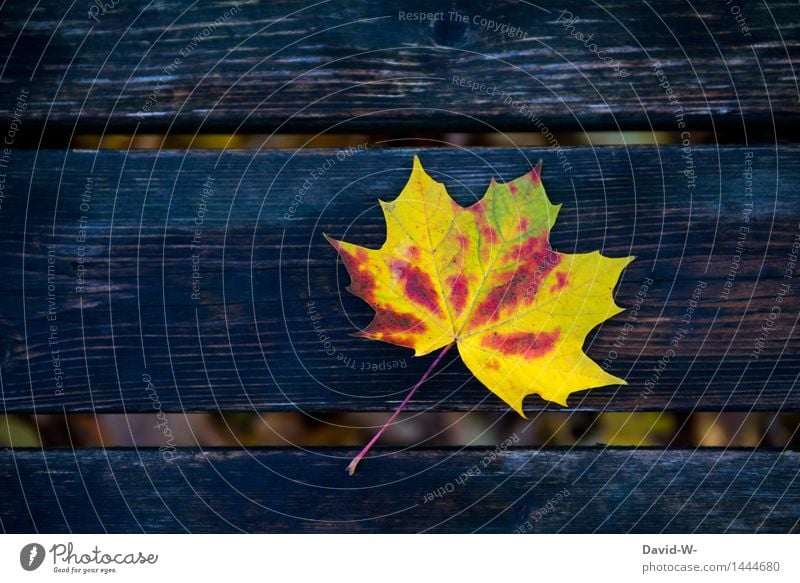 ein kleines Kunstwerk Umwelt Natur Landschaft Herbst Klima Klimawandel Schönes Wetter schlechtes Wetter Wind Blatt Wald liegen Bank Holzbrett mehrfarbig schön