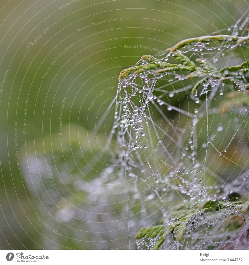 noch ein Netzwerk | Helgiland II Umwelt Natur Wassertropfen Herbst Nebel Pflanze Sträucher Moor Sumpf Spinnennetz hängen authentisch außergewöhnlich klein nass