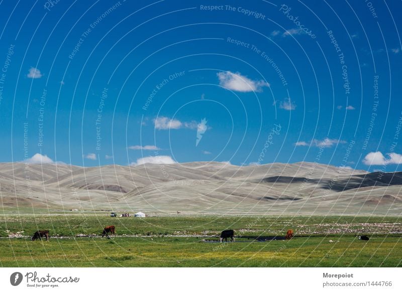 Kühe grasen auf dem Feld vor den Hügeln Kuh Hügelseite Hügelige Landschaft Jurte Nomade Altai Natur grün Gras Sommer Bauernhof Weide Rind Wiese Ackerbau