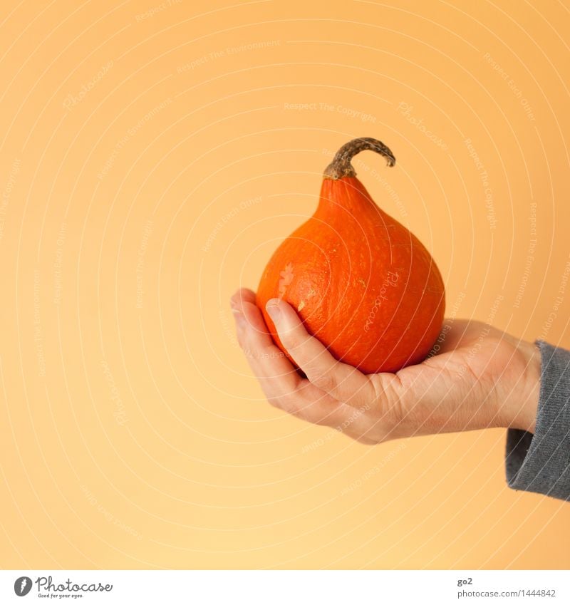 Kürbis Lebensmittel Gemüse Kürbisgewächse Kürbiszeit Ernährung Essen Bioprodukte Vegetarische Ernährung Mensch Hand Finger 1 Natur Herbst festhalten ästhetisch