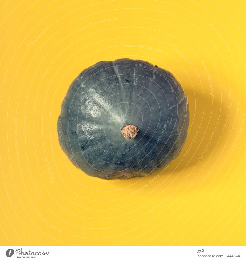 Kürbis Lebensmittel Gemüse Kürbisgewächse Kürbiszeit Ernährung Essen Bioprodukte Vegetarische Ernährung Herbst ästhetisch außergewöhnlich rund blau gelb Farbe