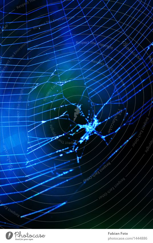 Netz Natur Sommer Spinnennetz blau bläulich Farbfoto Außenaufnahme Detailaufnahme abstrakt Muster Strukturen & Formen Abend Dämmerung Nacht Silhouette