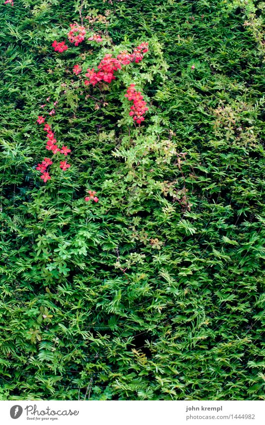 Wandteppich Pflanze Blume Hecke Garten Park Blühend grün Zufriedenheit Lebensfreude Frühlingsgefühle friedlich diszipliniert Ordnungsliebe Genauigkeit Hoffnung