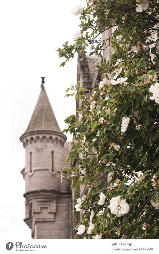 Lass dein Haar herunter! Pflanze Rose balmoral Schottland Palast Burg oder Schloss Turmspitze Sehenswürdigkeit Blühend historisch Lebensfreude Romantik