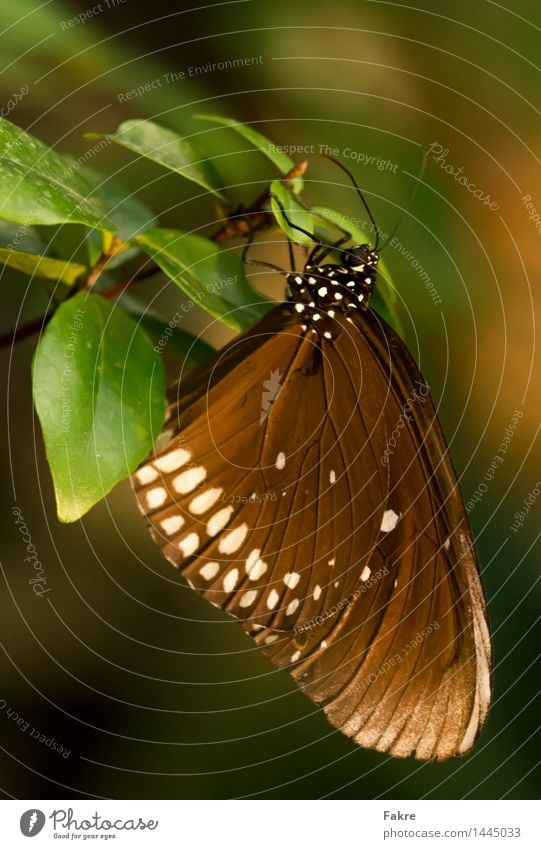 The Butterfly Natur Tier Schmetterling Flügel 1 Umwelt Umweltschutz Makro Makroaufnahme Insekt Farbfoto Innenaufnahme Nahaufnahme Detailaufnahme