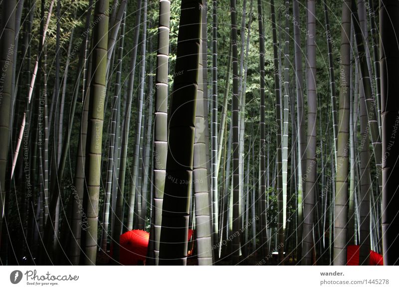 Bambushain mit Schirmen und Beleuchtung, Japan harmonisch Erholung ruhig Meditation Dekoration & Verzierung Kunst Kultur Veranstaltung Natur Pflanze Sommer
