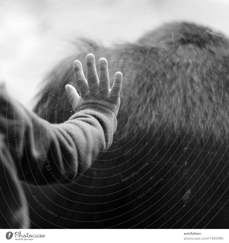 Mensch und Tier Tourismus Ausflug Kind Kleinkind Mädchen Kindheit Arme Hand Finger 1 1-3 Jahre Scheibe Fensterscheibe Pullover Wildtier Zoo Affen Schimpansen