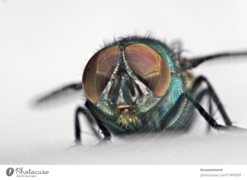 Puck Revisited Fliege Insekt Facettenauge frontal Tiergesicht Schmeißfliege glänzend Blick Makroaufnahme Nahaufnahme Auge