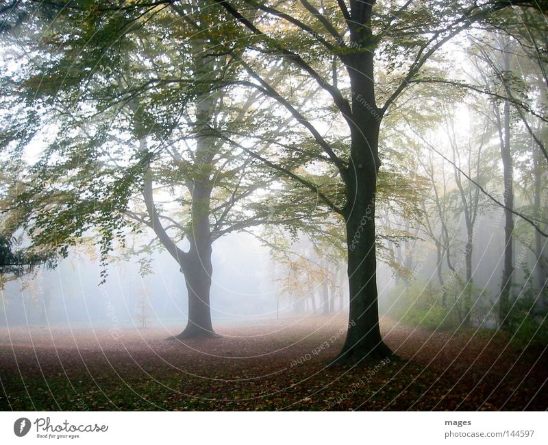 Morgennebel Baum Herbst Nebel Licht Sonne Schatten feucht Blatt diffus Herbstwald Wald