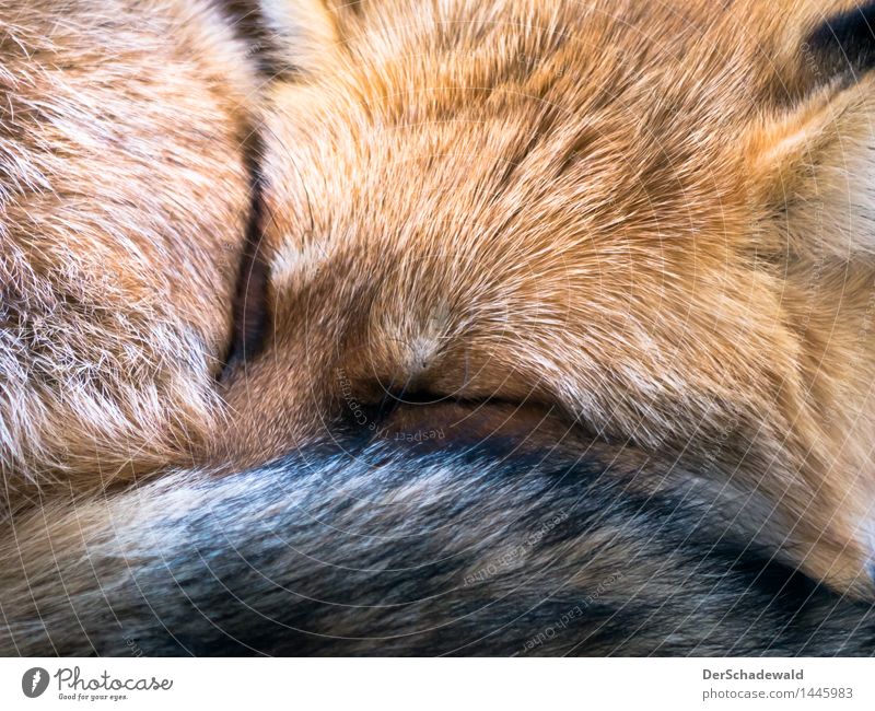 Sleeping Mr.Fox ruhig Natur Tier Fell liegen schlafen hell kuschlig Hintergrundbild Fuchs Fur Rotwuchs Tag Waldbewohner Europa farbe fluffy hunter Kuscheln