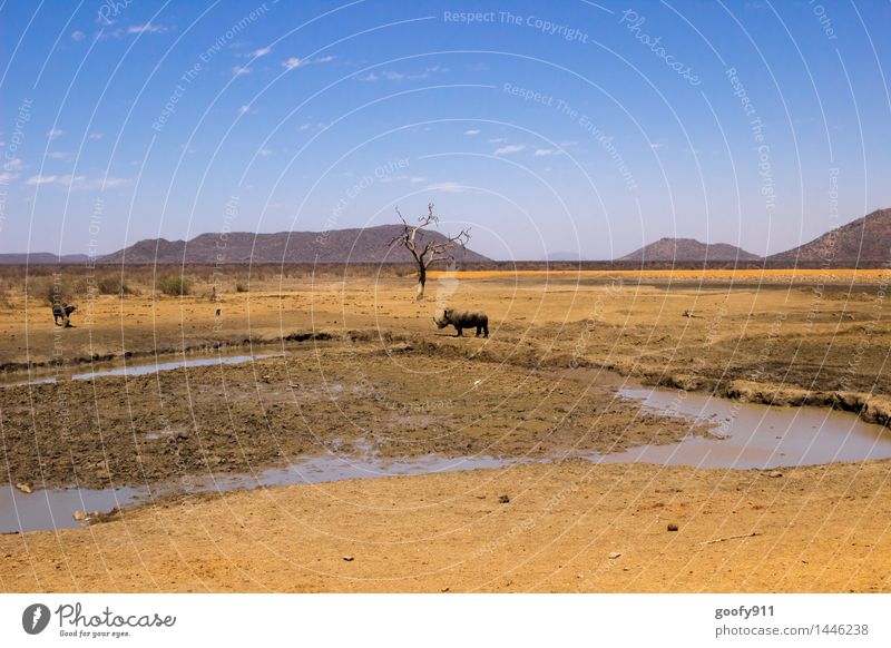 AFRIKA Natur Landschaft Sand Wasser Frühling Schönes Wetter Dürre Teich Tier Wildtier Büffel Nashorn 2 Tierjunges dehydrieren Zusammensein blau braun gelb