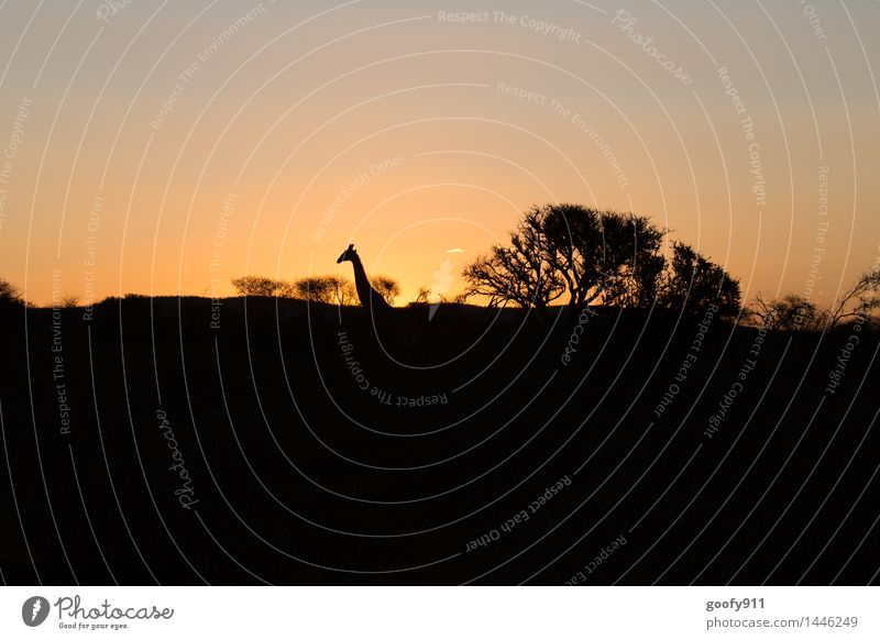AFRIKA Natur Landschaft Wolkenloser Himmel Sonnenaufgang Sonnenuntergang Frühling Schönes Wetter Wüste Tier Wildtier Giraffe 1 Ferien & Urlaub & Reisen