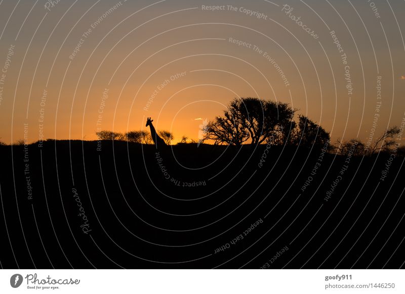 AFRIKA Natur Landschaft Sand Wolkenloser Himmel Sonnenaufgang Sonnenuntergang Frühling Schönes Wetter Wärme Dürre Sträucher Wüste Tier Wildtier Giraffe 1