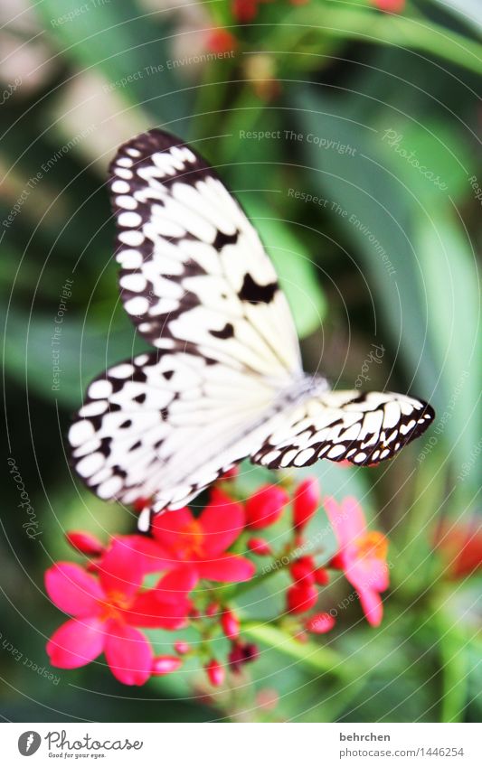 herzchen:) Natur Pflanze Tier Blume Blatt Blüte Garten Park Wiese Wildtier Schmetterling Flügel Weiße Baumnymphe 1 beobachten Blühend Duft fliegen Fressen