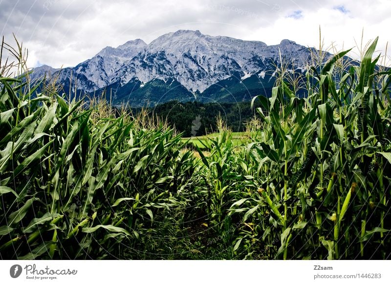 Durchblick Natur Landschaft Wolken Sommer Klima Klimawandel schlechtes Wetter Nutzpflanze Maisanbau Alpen Berge u. Gebirge Gipfel bedrohlich dunkel nachhaltig