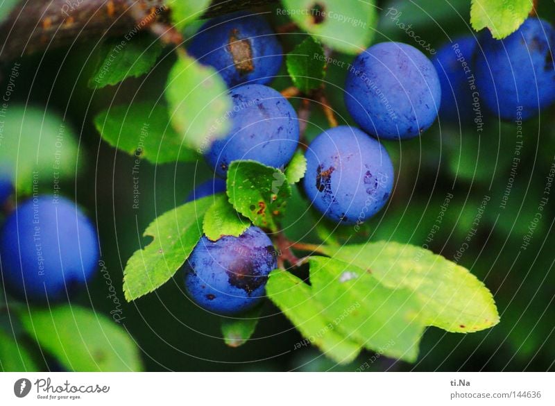 Schlehenkugeln Frucht Pflanze Sträucher Blatt Kugel blau grün Menschenleer Beeren Nahaufnahme Makroaufnahme