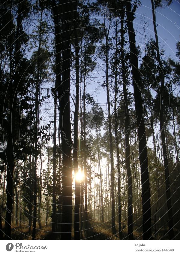 Eucalyptuswald harmonisch ruhig Sonne Natur Landschaft Himmel Herbst Baum Wald Stimmung Kraft friedlich Frieden Eukalyptusbaum Baumstamm Galicia Spanien Europa