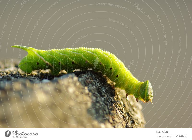 Dein Weg Raupe krabbeln grün Makroaufnahme Insekt Reptil Tier laufen gehen Kopf Schwanz Beine