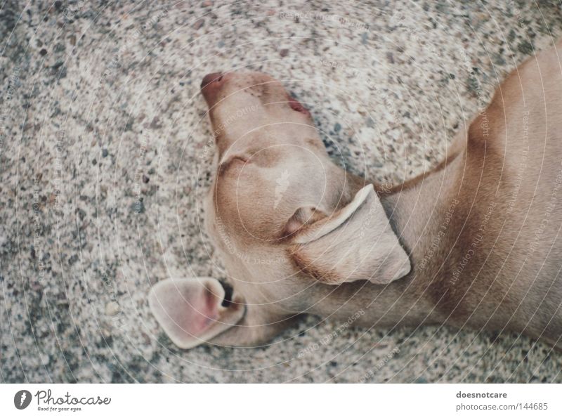 truce. Tier Haustier Hund Jagdhund Weimaraner 1 Erholung liegen schlafen schön niedlich braun Langeweile Müdigkeit exa 1b analog 35 Millimeter Film Farbfoto
