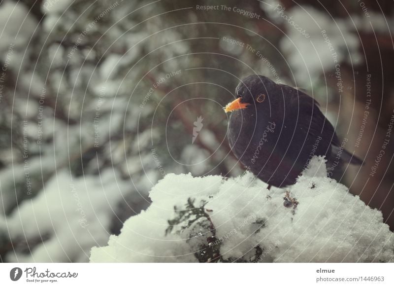 Logenplatz Winter Schnee Baum Vogel Amsel 1 Tier beobachten Blick sitzen Neugier schwarz Tierliebe Appetit & Hunger Unlust Einsamkeit Trägheit Schüchternheit