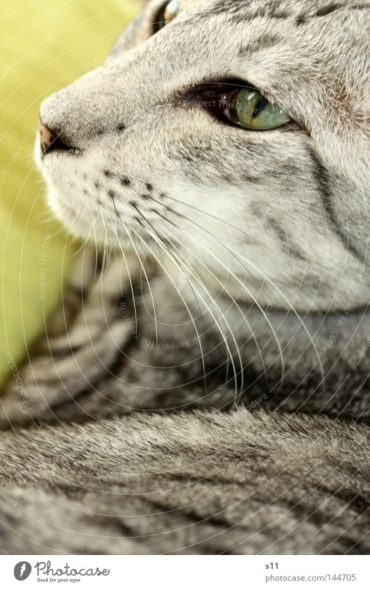 Cat Katze Haustier Stofftiere Silhouette Fell Schnurrhaar grün grau weiß schwarz Tier weich Miau Vertrauen Säugetier Hauskatze Schmusetiger getigert siamesisch