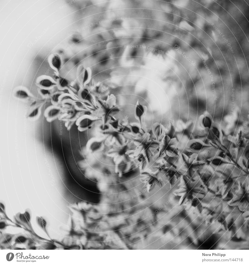 tapintatos Pflanze Blüte Sträucher zart zerbrechlich schwarz fein weiß schön ästhetisch Detailaufnahme Samen klein Natur Schwarzweißfoto
