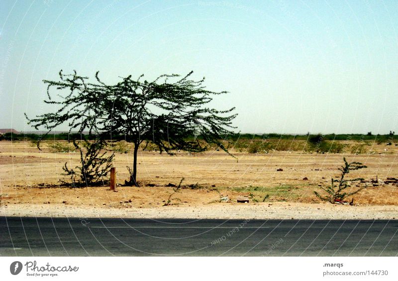 Road to Jaisalmer Steppe Ferien & Urlaub & Reisen Indien Baum Sommer Straße Wüste Wärme trocken ...