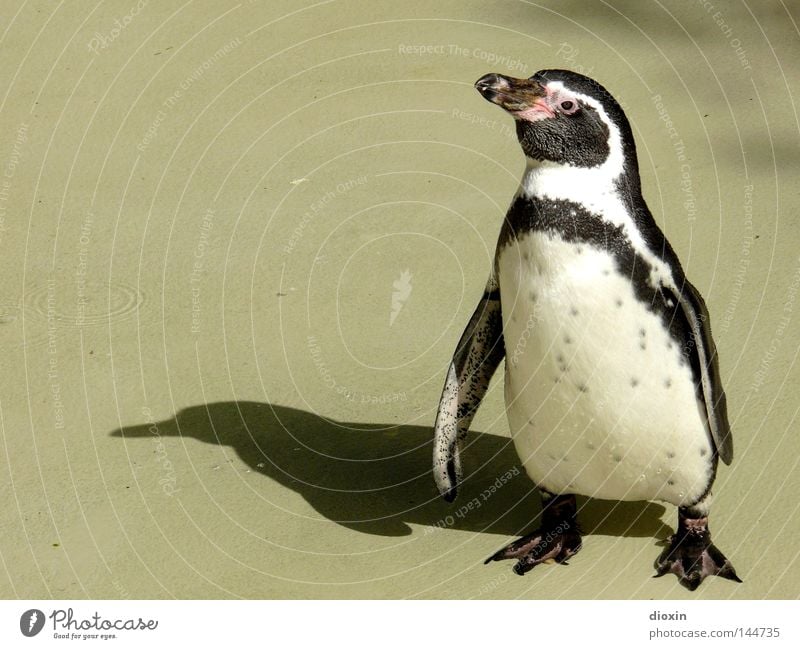 Wann wird es endlich wieder Winter? (Spheniscus humboldti) Pinguin Vogel Brillenpinguin flugunfähig Antarktis Sonnenbad transpirieren Schatten Seevogel