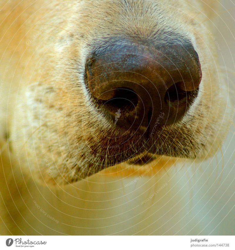 Der richtige Riecher Hund Nase Schnauze Geruch Bart Fell Barthaare Säugetier Detailaufnahme weich Makroaufnahme Nahaufnahme Farbe