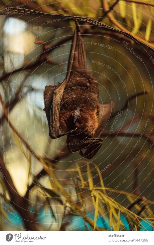 Rodrigues Fruchtfledermaus Natur Pflanze Baum Wald Berge u. Gebirge Tier Wildtier Tiergesicht Flügel Zoo 1 fliegen schlafen sportlich dunkel hässlich hoch