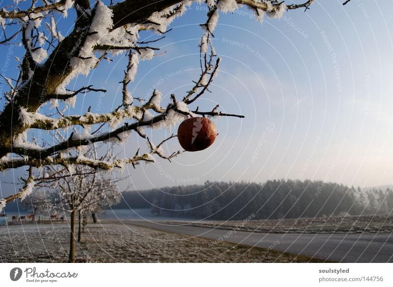 Winterapfel Apfel Eis Frost Baum Apfelbaum kalt Raureif vergessen Schneelandschaft gefroren