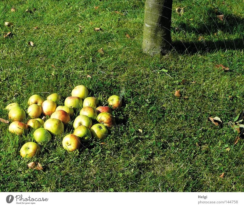 reife  Äpfel liegen unter einem  Apfelbaum im Gras Herbst Ernte fallen pflücken Baum Baumstamm Baumrinde Wiese Halm Blatt Schatten rund gelb grün rot Stengel