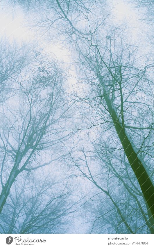 windig | und kalt Umwelt Natur Pflanze Urelemente Luft Himmel Wolkenloser Himmel Winter Klima Wetter schlechtes Wetter Wind Nebel Eis Frost Schnee Baum