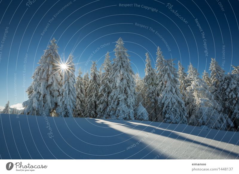 Sonne im Winterwald Ferien & Urlaub & Reisen Tourismus Schnee Winterurlaub Berge u. Gebirge wandern Natur Landschaft Luft Himmel Wetter Eis Frost Pflanze Baum