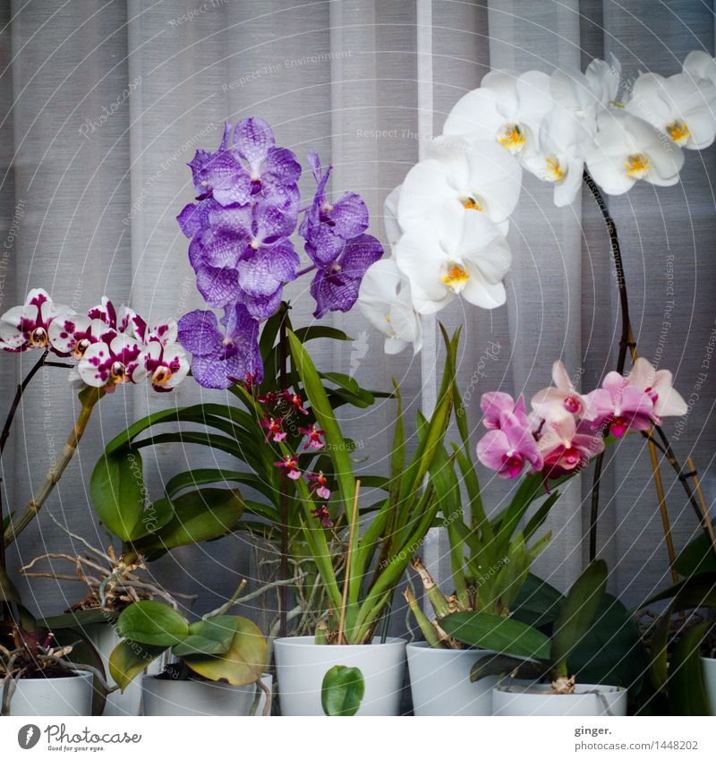 Urbanes Fenster-Orchideen-Arrangement Pflanze Blume Blatt Blüte Topfpflanze grün violett rosa weiß angeordnet gefleckt Blumentopf Gardine grau Fensterscheibe