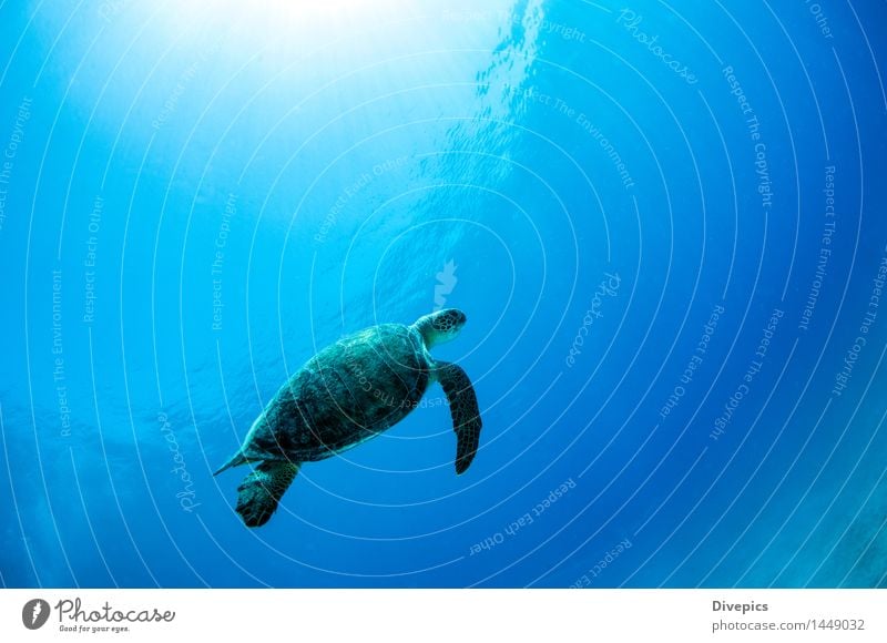 Meeresschildkröte tauchen Natur Unterwasseraufnahme Türkei Tier wild Wildtier Fisch Hai-Tauchen Schildkröte blau Tauchgerät Wasser Ferien & Urlaub & Reisen