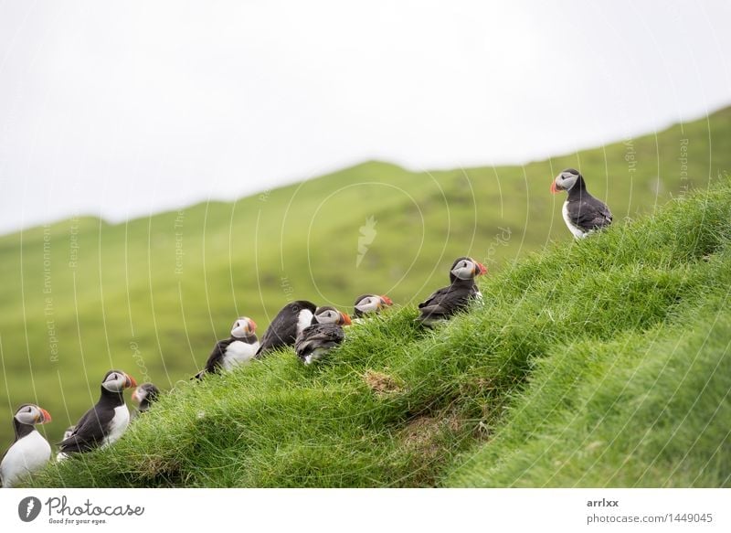 Atlantische Papageientaucher, Fratercula arctica Umwelt Natur Landschaft Tier Gras Wildtier Vogel Tiergruppe lustig natürlich niedlich wild schwarz weiß positiv